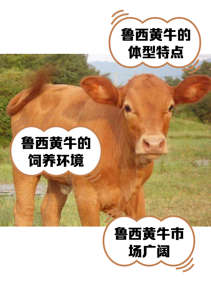 长垣最新医保取现黄牛方法分析(最方便真实的长垣医保取现黄牛怎么取方法)